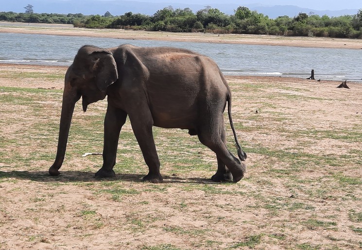 Spot olifanten in Wilpattu National Park