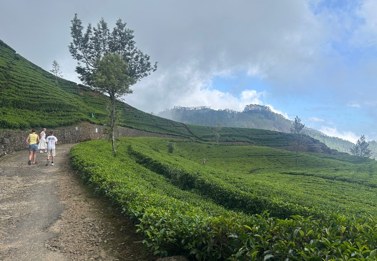 Bezoek theetuinen in Sri Lanka