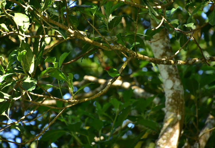 Vogels spotten in Minca, Colombia