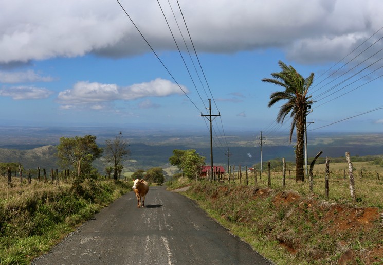 Koe op de weg in Costa Rica