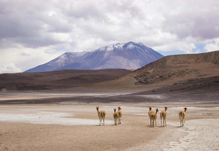 Lama's in Bolivia