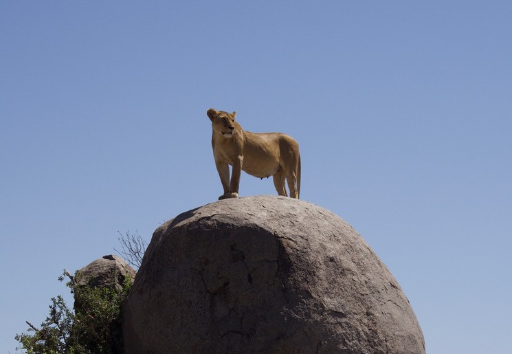 Het spotten van een leeuw is tijdens een safari erg bijzonder.