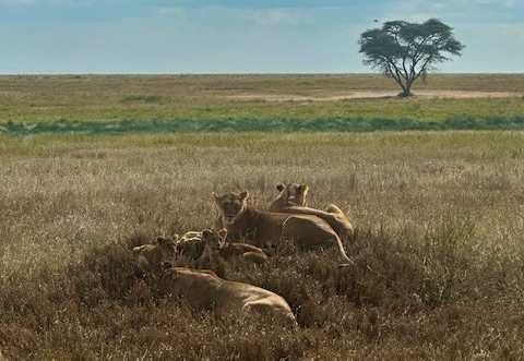 Spot leeuwen in Tanzania
