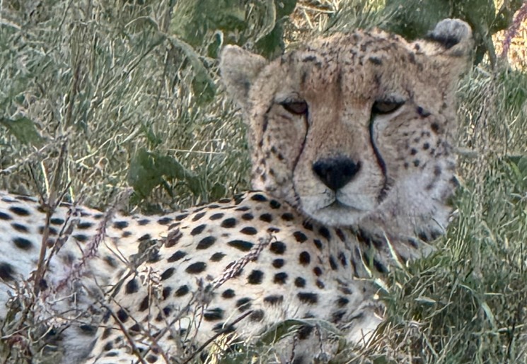 Een jachtluipaard ligt rustig bij te komen in het gras