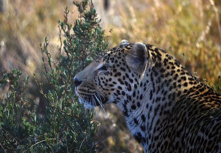 De Big Five van dichtbij: de luipaard