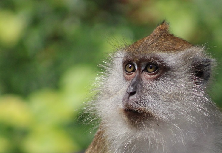 Zie apen in Taman Negara NP, Maleisie