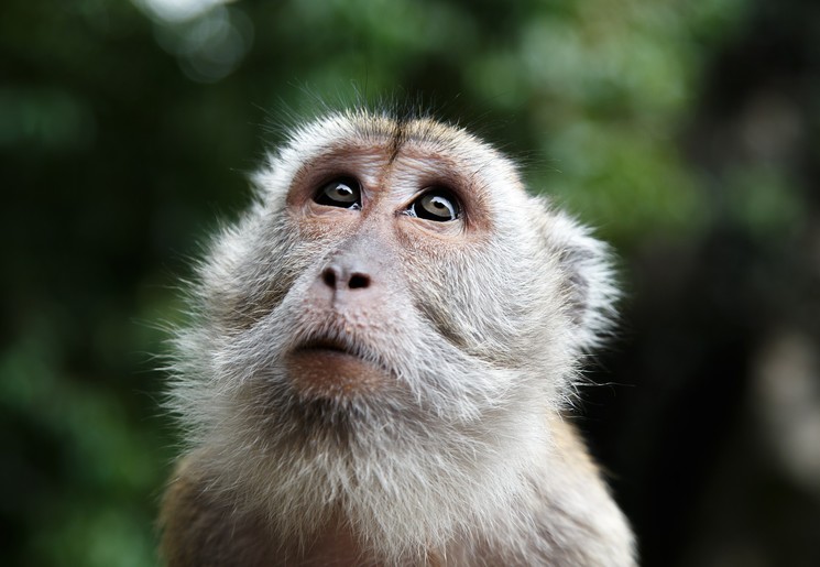 maleisie-Taman-Negara-aapje-close_1_438738