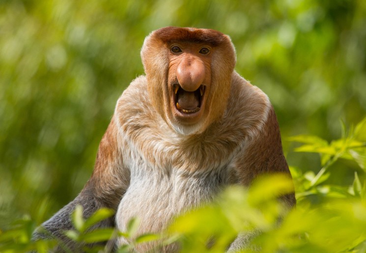 Batang Ai Nationaal Park