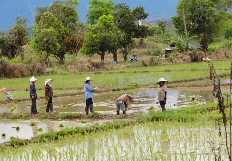 menseninrijstveld(8)