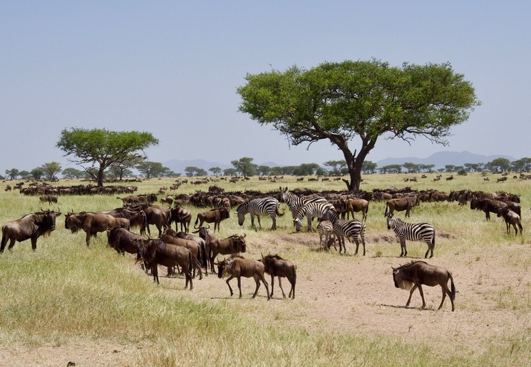 De migratie in Tanzania is een bijzonder tafereel om te zien.