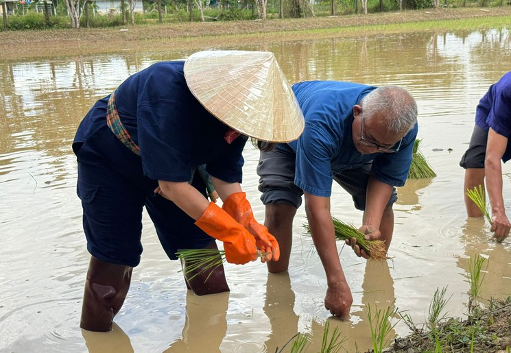 Rijst planten in Nakhon Phanom