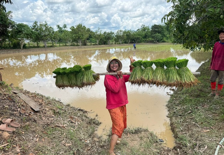 Rijst planten in Nakhon Phanom