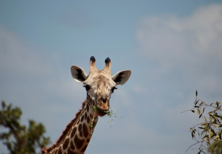 Een giraf in Etosha National Park, Namibië