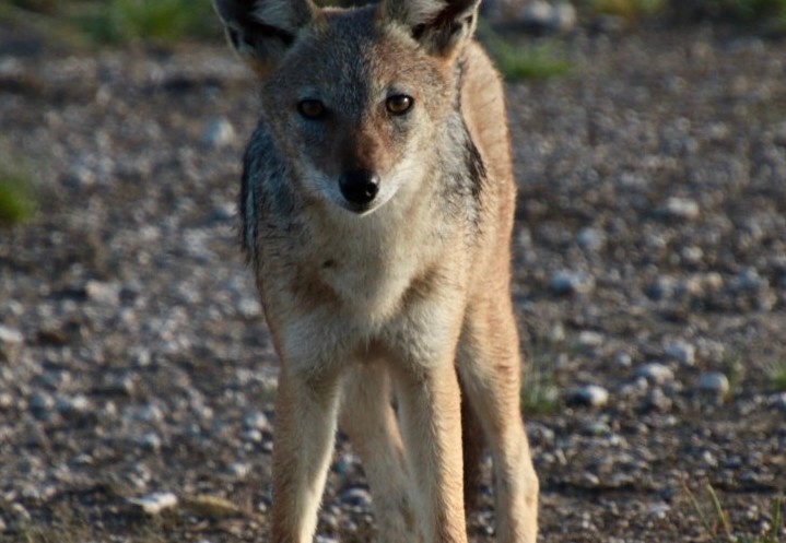Een vos in Etosha National Park, Namibië