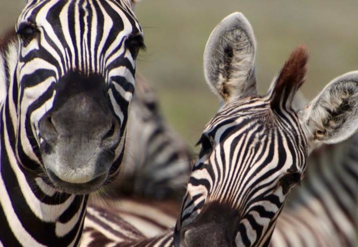 Zebra's in Etosha National Park, Namibië