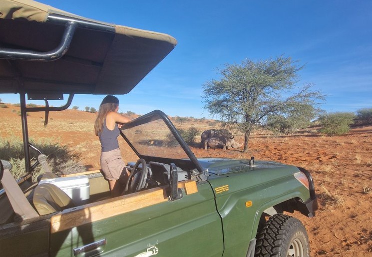 Neushoorns spotten in woestijn Kalahari, Namibië