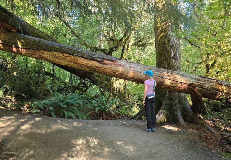 Enorme bomen in het noorden van Olympic-National-Park