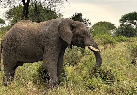 Spot olifanten in de nationale parken die Tanzania rijk is