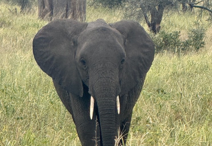 Olifant in Tanzania