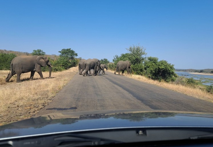 Olifanten spotten op safari in het Kruger National Park