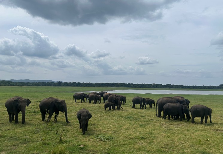 Olifanten spotten in Uduwalawe National Park