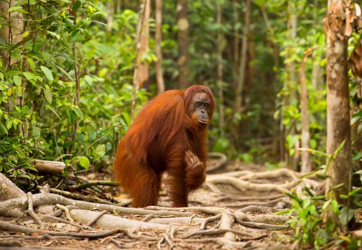 Orang Oetan in Bukit Lawang, Sumatra Indonesië