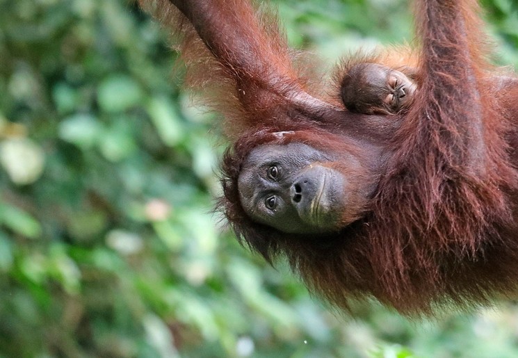 Orang oetans spotten in Borneo, Maleisie