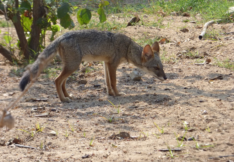 U zult oog in oog komen te staan met een vosje in Tucume, Peru