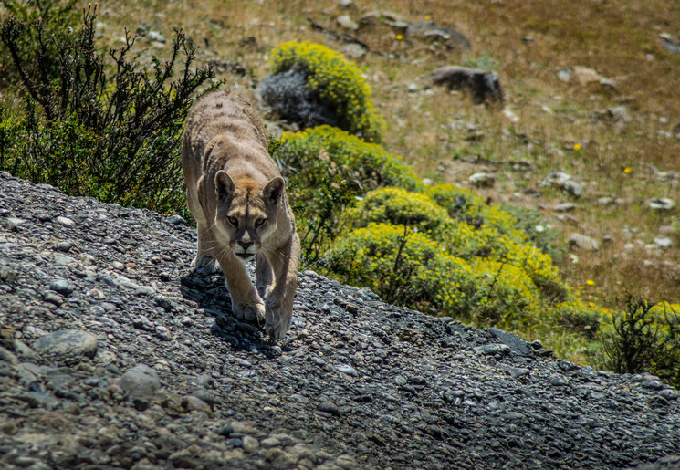 Op puma safari in Torres del Paine NP, Chili