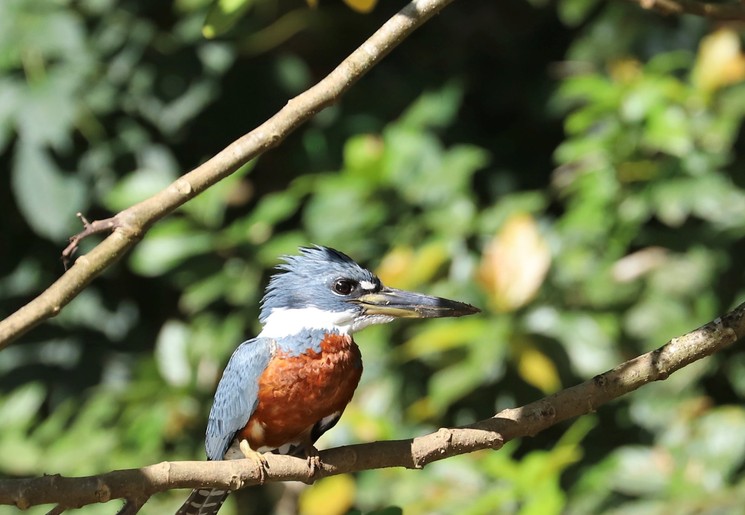 Bijzondere vogel in Costa Rica