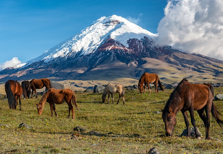 quito-cotopaxi-national-park quito-cotopaxi-national-park