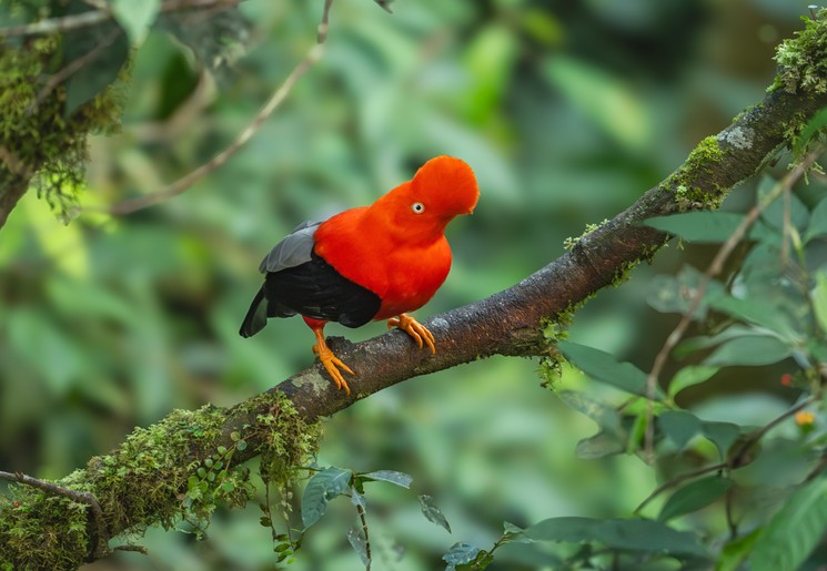 De rode rotshaan in Peru