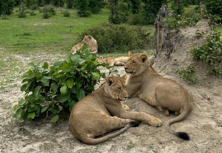 Leeuwen in Chobe National Park