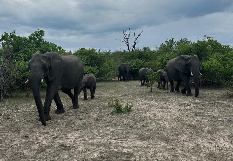 Chobe National Park staat bekend om de vele olifanten