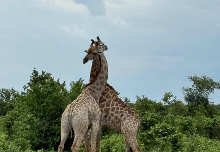 Spot wilde dieren in de Okavango Delta en Chobe National Park