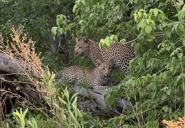 Luipaarden in de bosjes in Botswana