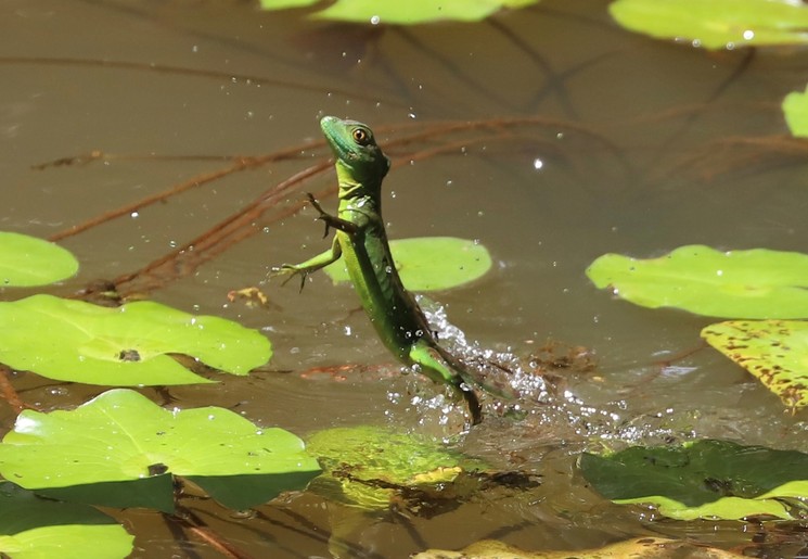 Spot bijzondere dieren in Costa Rica