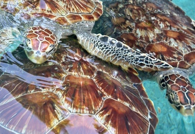 Ga snorkelen tijdens een verblijf op Zanzibar