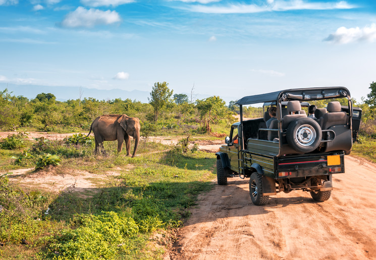 Oog in oog met een olifant tijdens een safari
