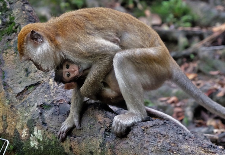 Er zijn veel aapjes te vinden in oude jungle Taman Negara