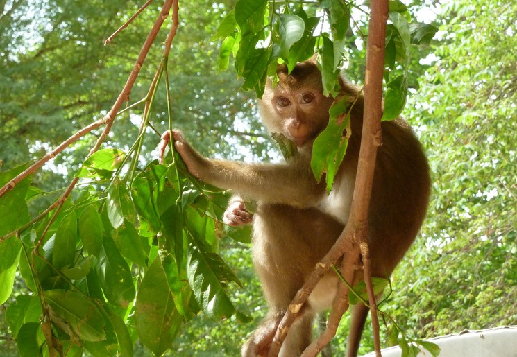 Aapje in Khao Sok National Park