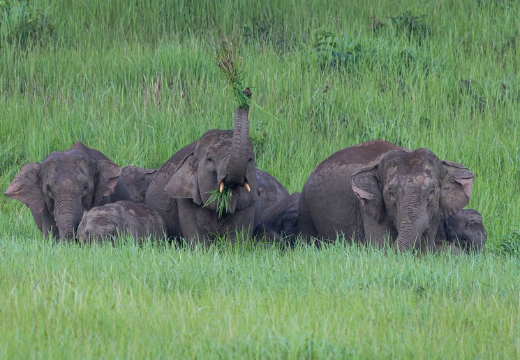 Olifanten aan het grazen in Khao Yai National Park, Thailand