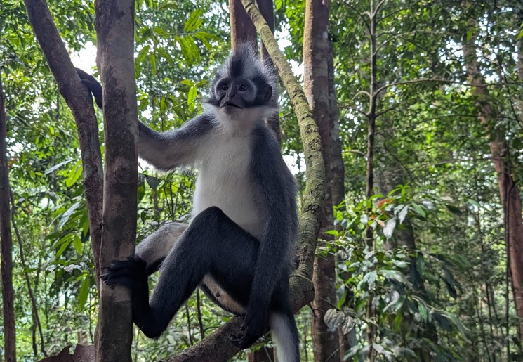 Thomas Leaf-aap in Bukit Lawang, Sumatra