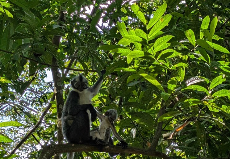 Thomas Leaf-aap met baby in Bukit Lawang, Sumatra