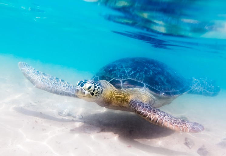 Schildpad onderwater in Sri Lanka