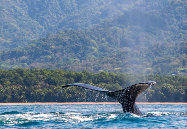 Walvissen spotten in Uvita, Costa Rica
