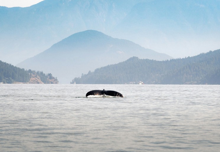 Beren, walvissen & orka’s in Vancouver, Canada