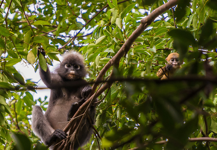 Aapjes spotten in Cat Tien National Park, Vietnam