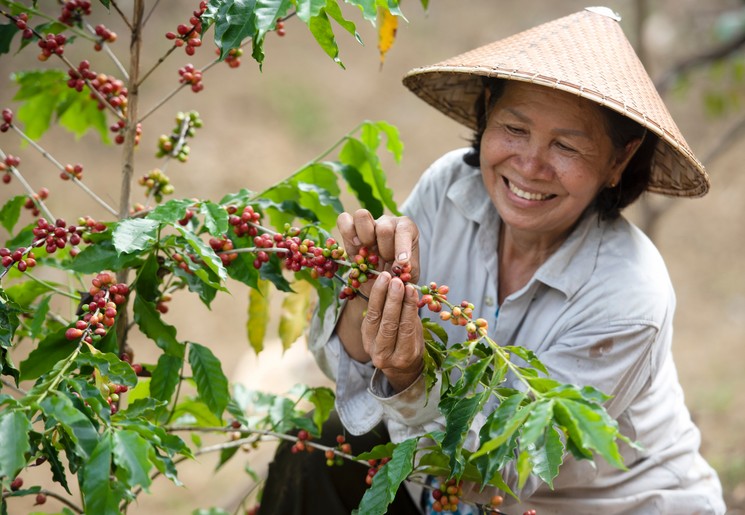 Een local plukt koffie op een Vietnamese koffieplantage