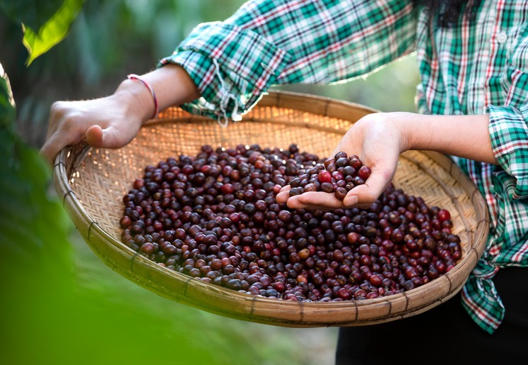 De Vietnamese koffiecultuur